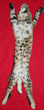 Load image into Gallery viewer, Idaho Tom Bobcat - Taxidermy Quality - BCH1010
