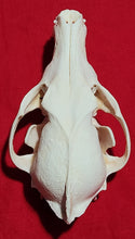 Load image into Gallery viewer, Large Coyote Skull - CYS1011
