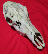 Load image into Gallery viewer, Cow Elk Skull - Nature Cleaned - CES1010
