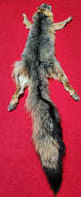 Load image into Gallery viewer, Grey Fox - HAS FEET AND CLAWS - GFX1002
