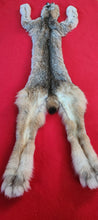 Load image into Gallery viewer, Canadian Lynx - Taxidermy Quality - LYX1002

