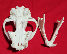 Load image into Gallery viewer, JUMBO Cougar Skull - MLS1024
