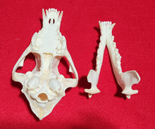Load image into Gallery viewer, XXXL Coyote Skull - CYS1008
