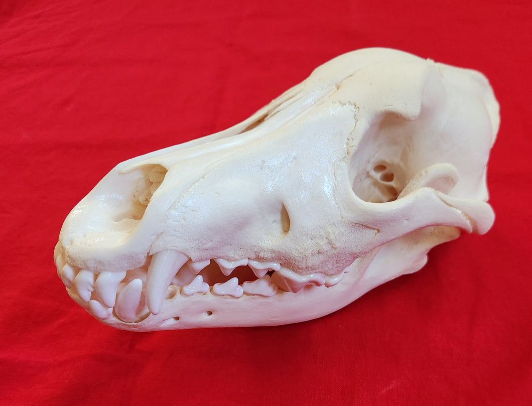 Large Wolf Skull - WLS1008