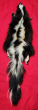 Load image into Gallery viewer, XL Skunk Hide - HAS FEET AND CLAWS - SNK1008
