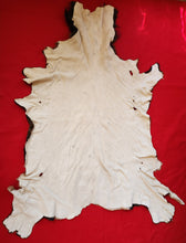 Load image into Gallery viewer, Bull Elk Hide - ELK1003
