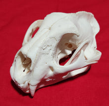 Load image into Gallery viewer, JUMBO Cougar Skull - MLS1024
