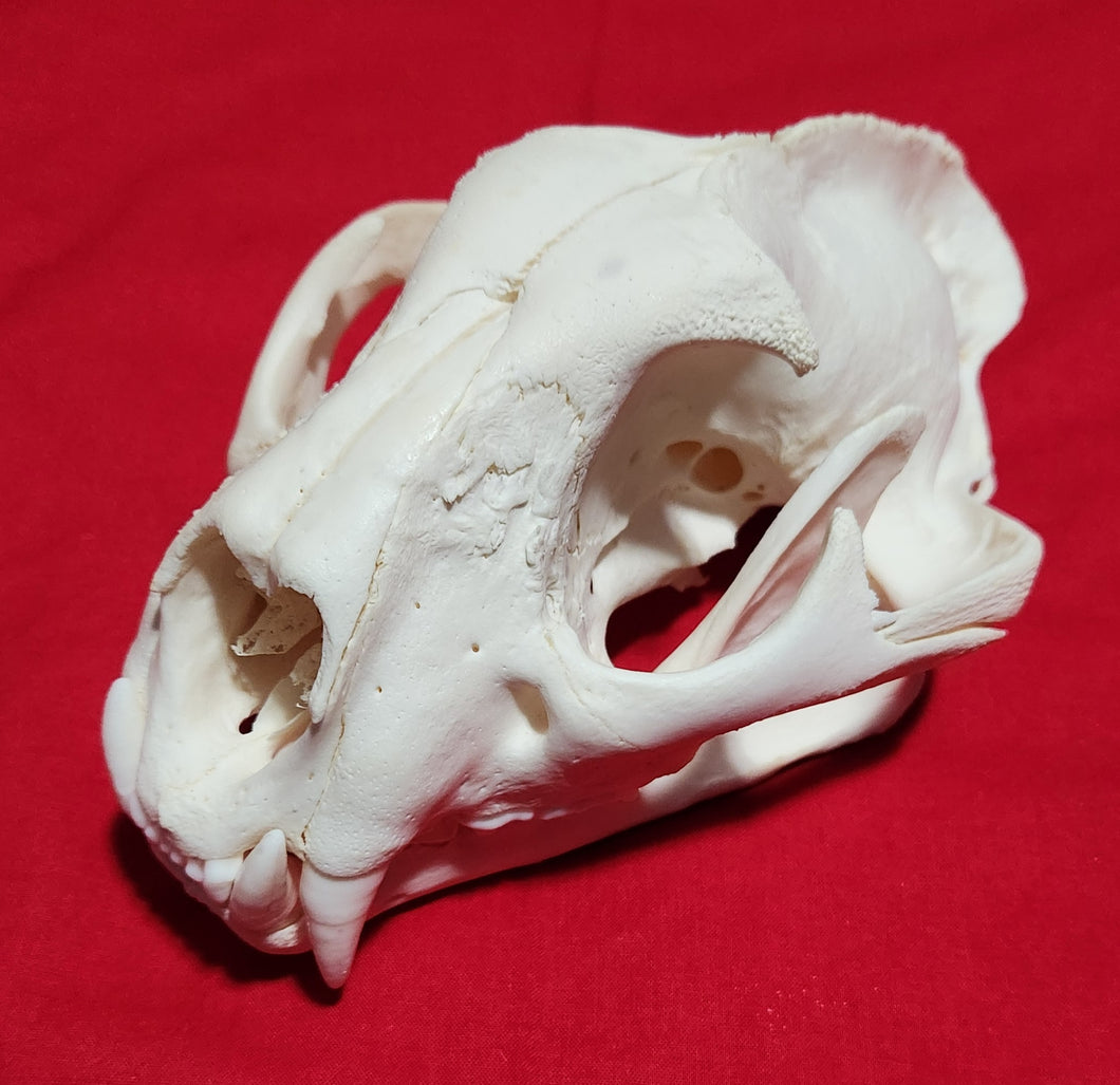 JUMBO Cougar Skull - MLS1024