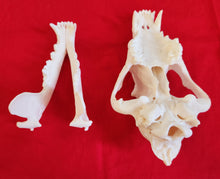Load image into Gallery viewer, XXL Wolf Skull - WLS1005
