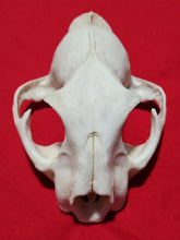 Load image into Gallery viewer, XXL Cougar Skull - UPPER Skull Only - MLS1026
