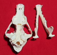 Load image into Gallery viewer, XL Coyote Skull - CYS1010
