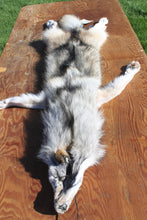 Load image into Gallery viewer, TANNED NORTH IDAHO GRAY FEMALE WOLF   Pelt   4

