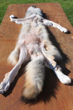 Load image into Gallery viewer, TANNED NORTH IDAHO GRAY FEMALE WOLF   Pelt   4
